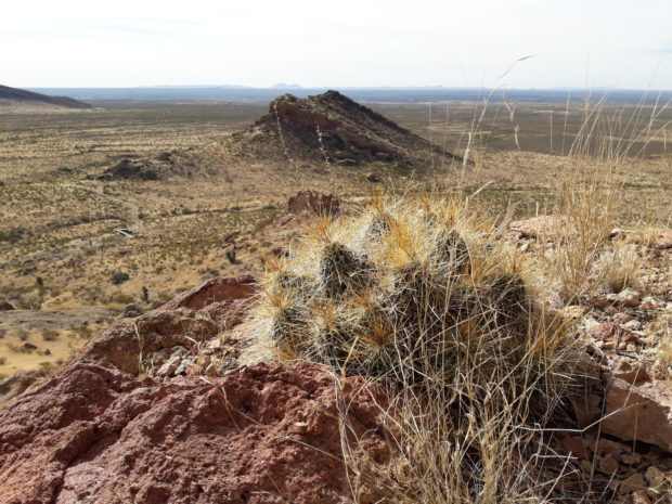 Sierra Vista Trail Runs Preview Group Run