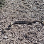 Rattler